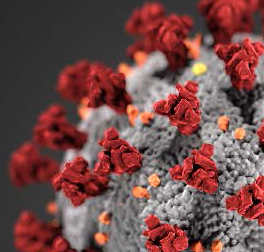 Corona Virus