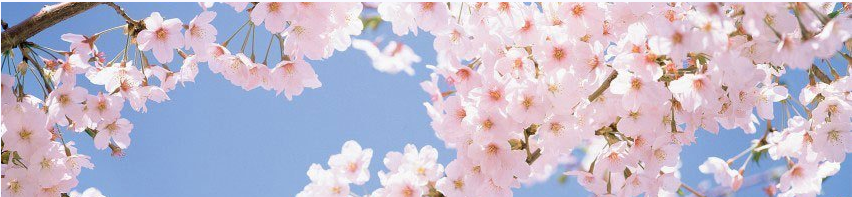 cherry blossums