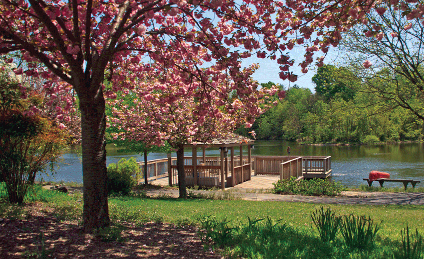 Collington lakeside dock under blooming spring trees.