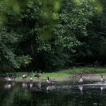 Geese at pond