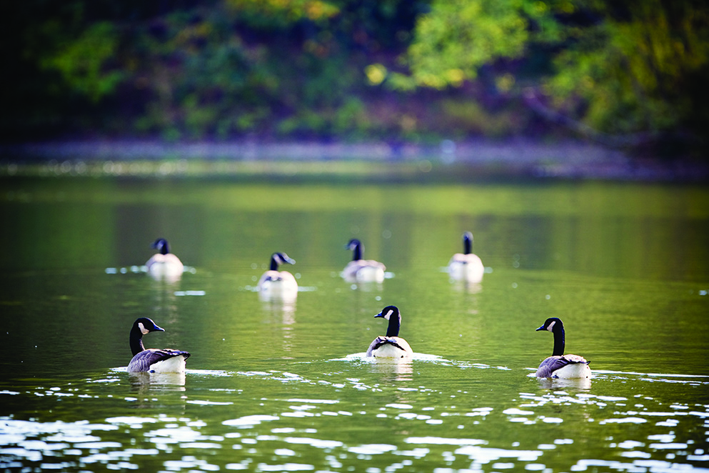 Geese swimming on lake