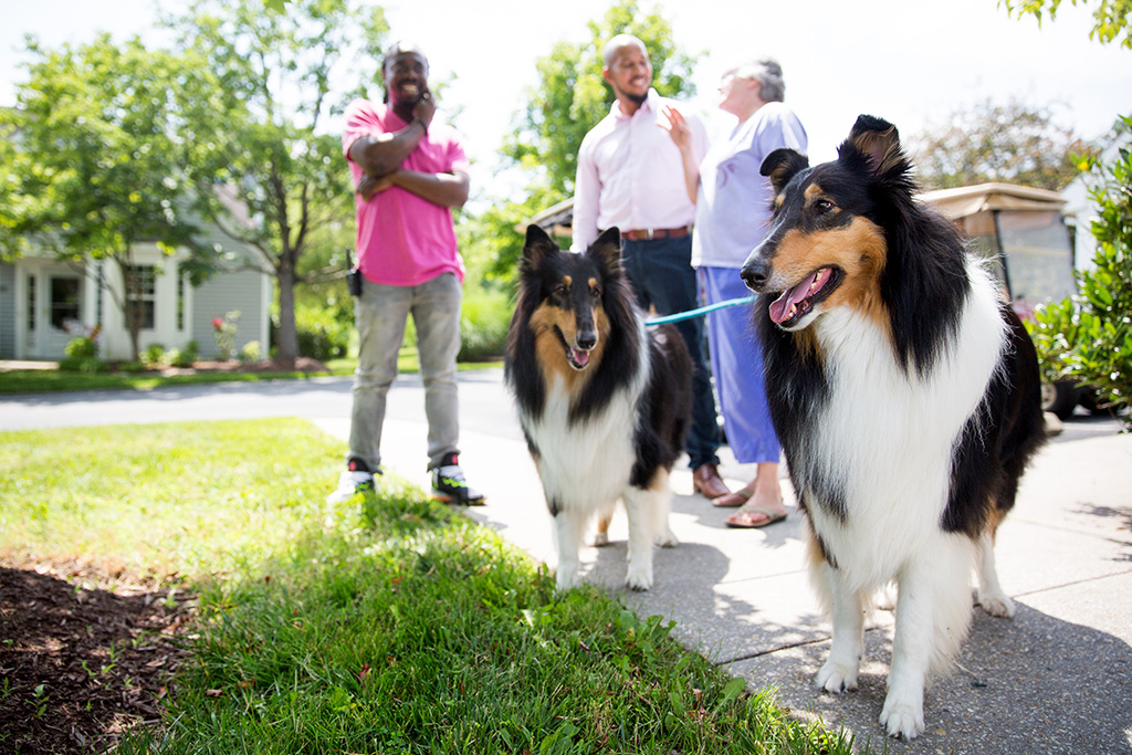 collington-friends-with-collies