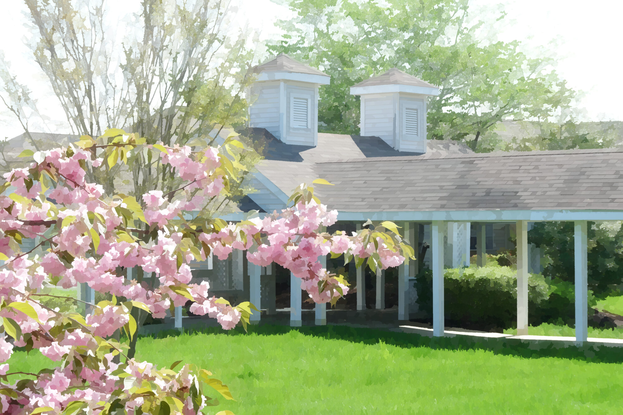 cherry blossoms in front of cottage