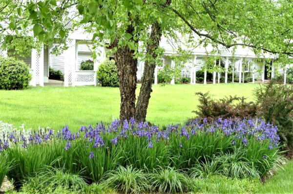 flowers and trees
