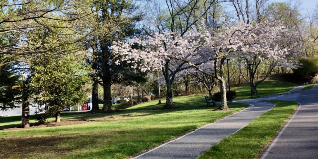 hiking trail with cherry blossom trees