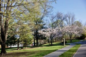 cherry blossom trees along hiking path