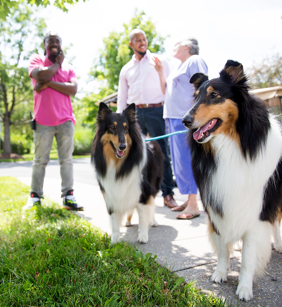 residents outside chatting with two collies on leashes
